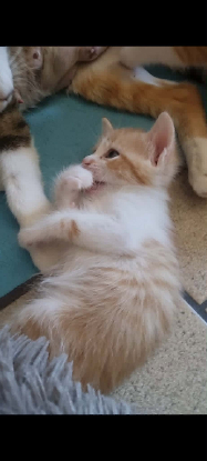 Adopter Elsa