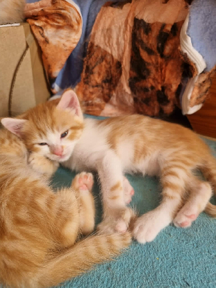Adoption Elsa
