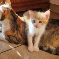 Adopter  chat : Elsa