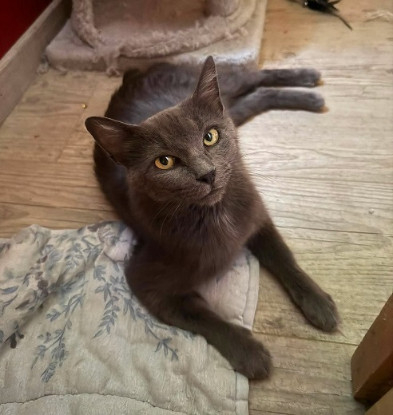 Adopter Wise