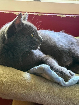 Adopter Wise