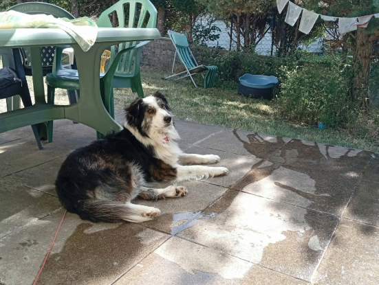 Adopter Fuego