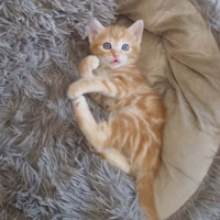 Adopter  chat : Balou