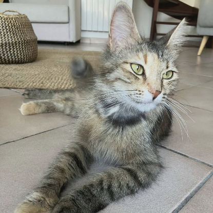 Adopter Lady
