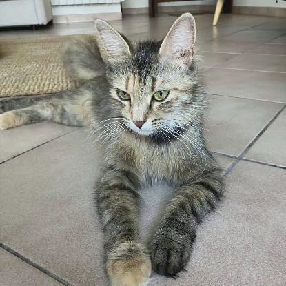 Adopter Lady