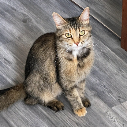 Adopter Lady