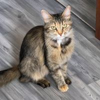 Adopter  chat : Lady