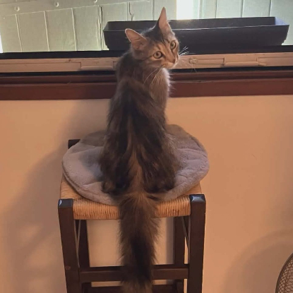 Adoption Lady