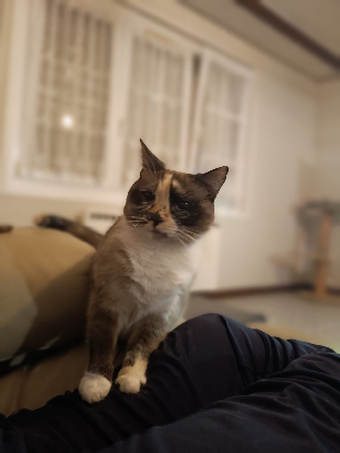 Adoption Héméra