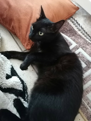 Adopter Gustave
