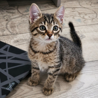 Adopter  chat : Rosie