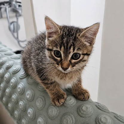 Adopter Rosie