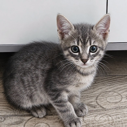 Adopter Tino