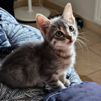 Adopter  chat : Tino