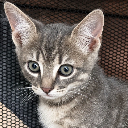 Adopter Tino