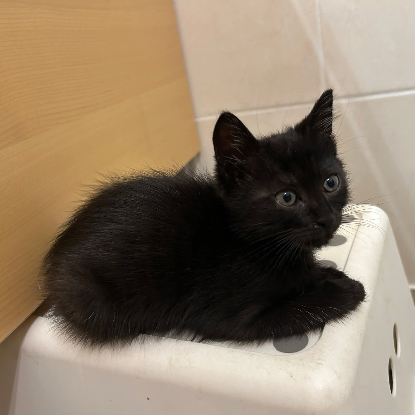 Adopter Simplet