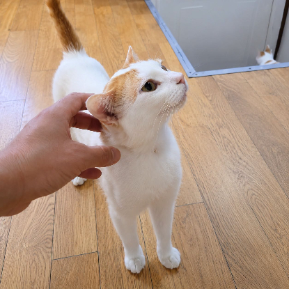 Adopter Jeff