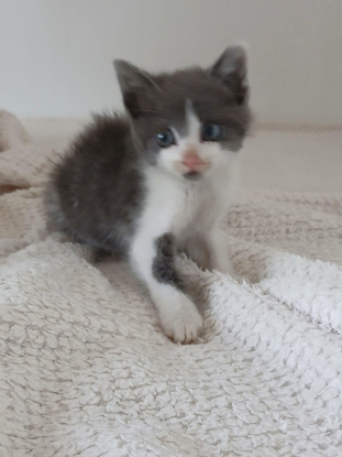 Adopter Beka