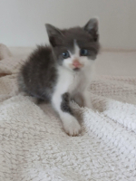 Adopter  chat : Beka