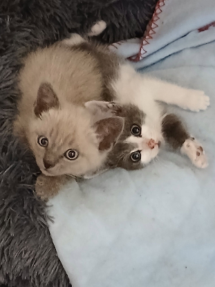 Adopter Beka