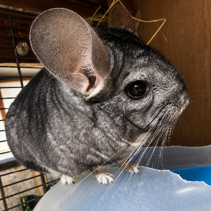 Adopter Choupi & choupinette