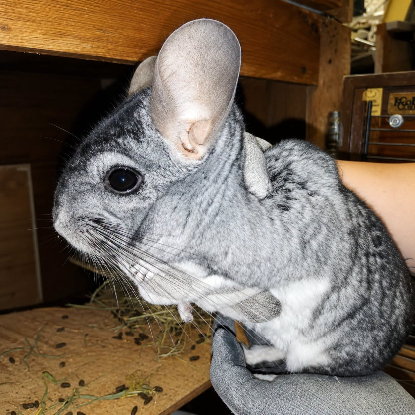 Adopter Choupi & choupinette