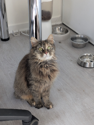 Adopter Fika