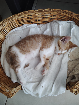 Adopter Rover