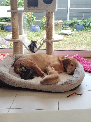 Adopter Rover