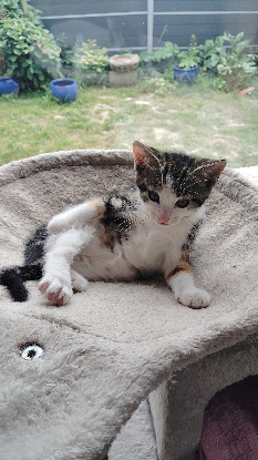 Adopter Shelby