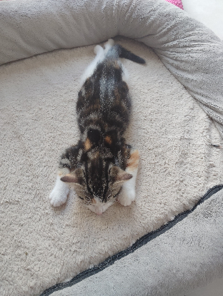 Adopter Shelby