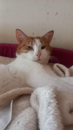 Adopter Gaby