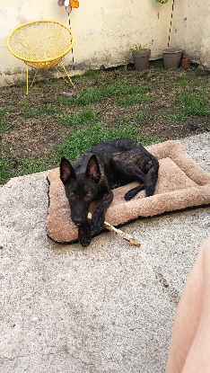 Adopter Akira