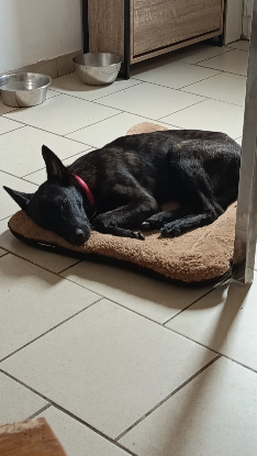 Adopter Akira
