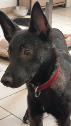 Adoption Akira