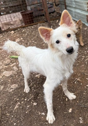 Adopter Cream