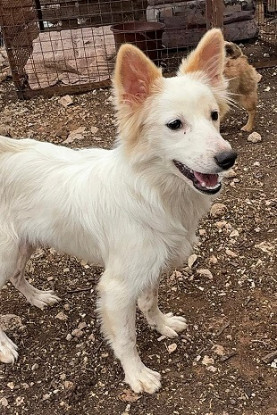 Adopter Cream