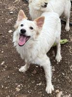 Adopter  chien : Cream
