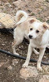 Adopter Cheese