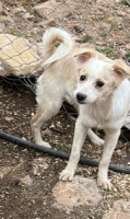 Adopter  chien : Cheese
