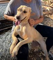 Adopter  chien : Wendy