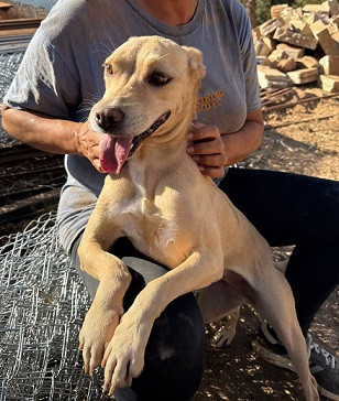 Adopter Wendy