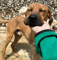 Adopter  chien : Kahu