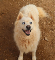 Adopter  chien : Harper