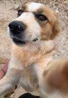Adopter  chien : Cooper