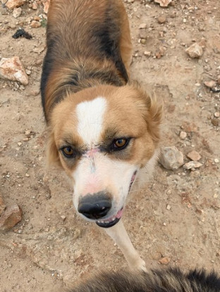 Adopter Cooper