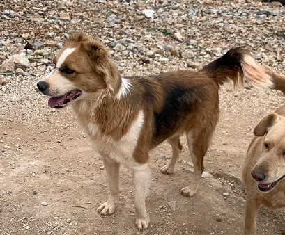 Adopter Cooper