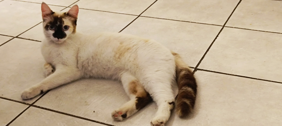 Adopter Violette