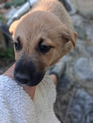 Adopter Beauceronne