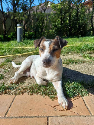 Adopter Louna